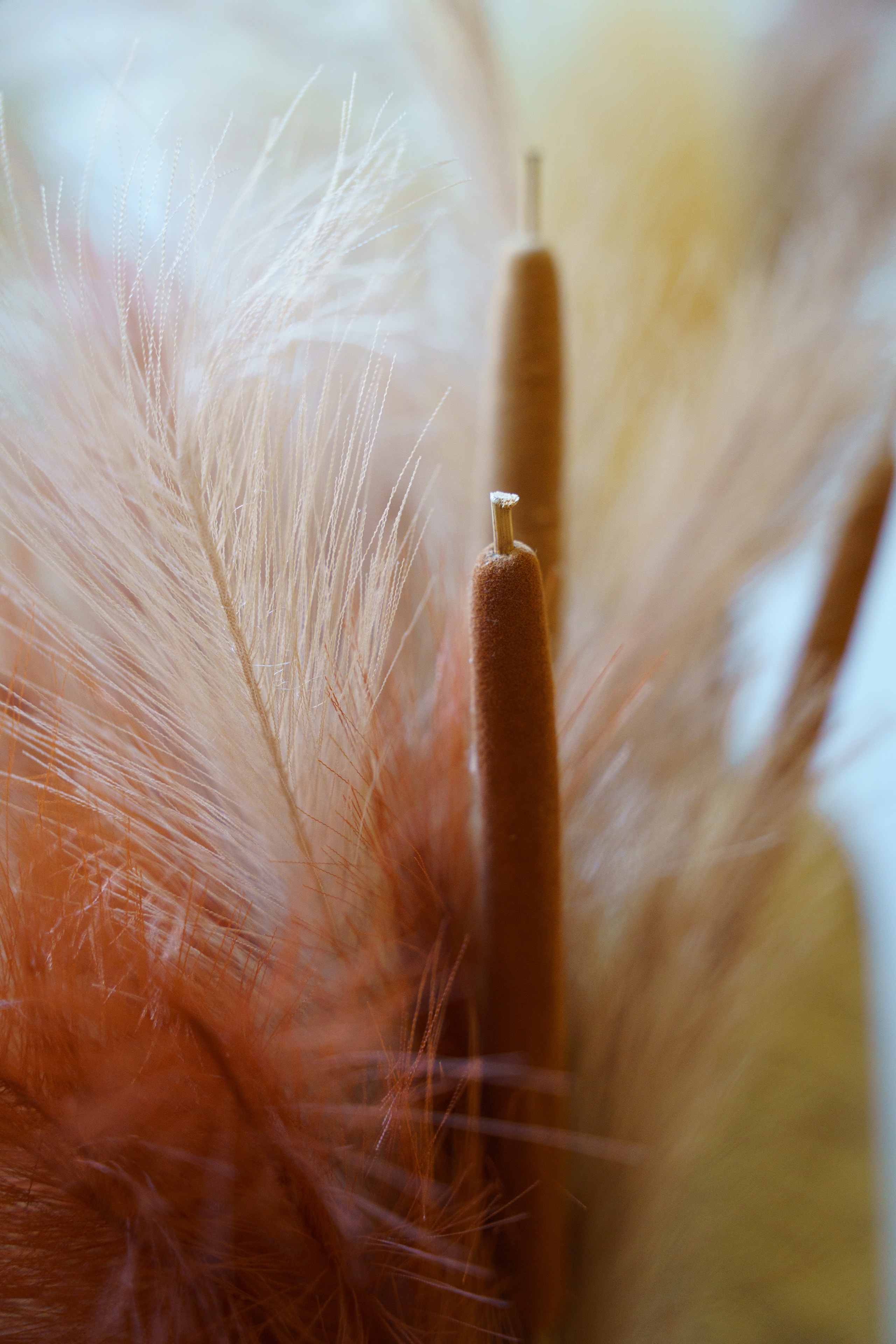 Close-up of dried pampas grass