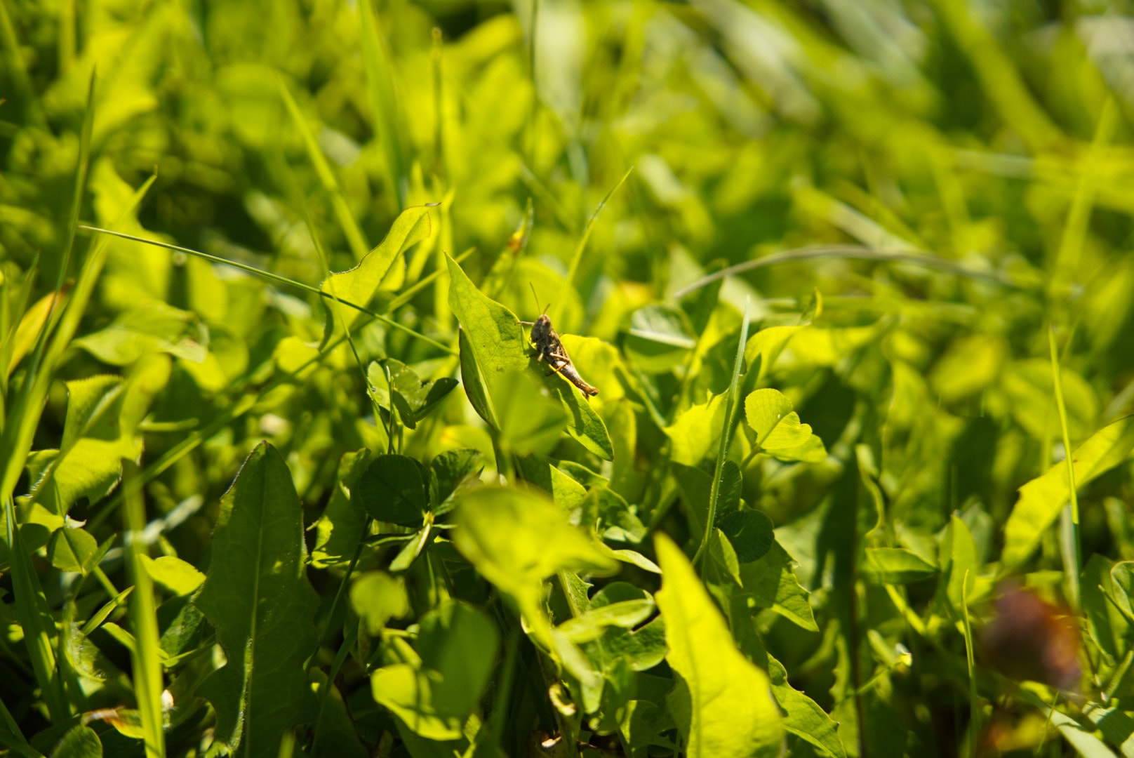 Close-up of tall grass in the light