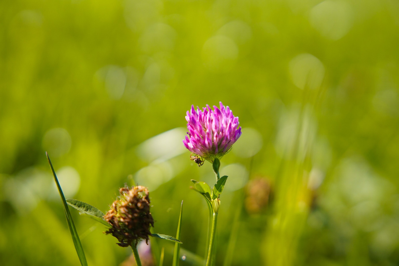 Close-up of a pink clover flower