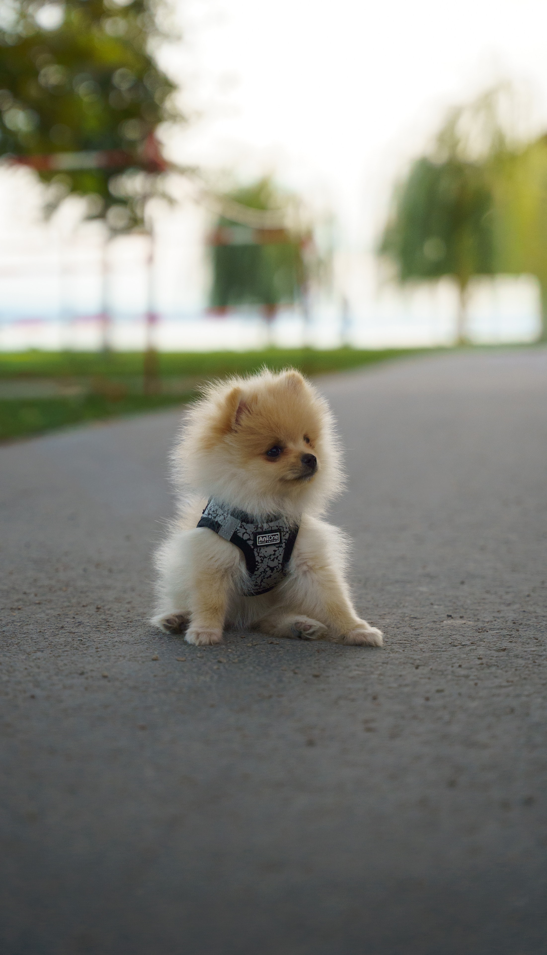 Small spitz dog sitting in the middle of a path
