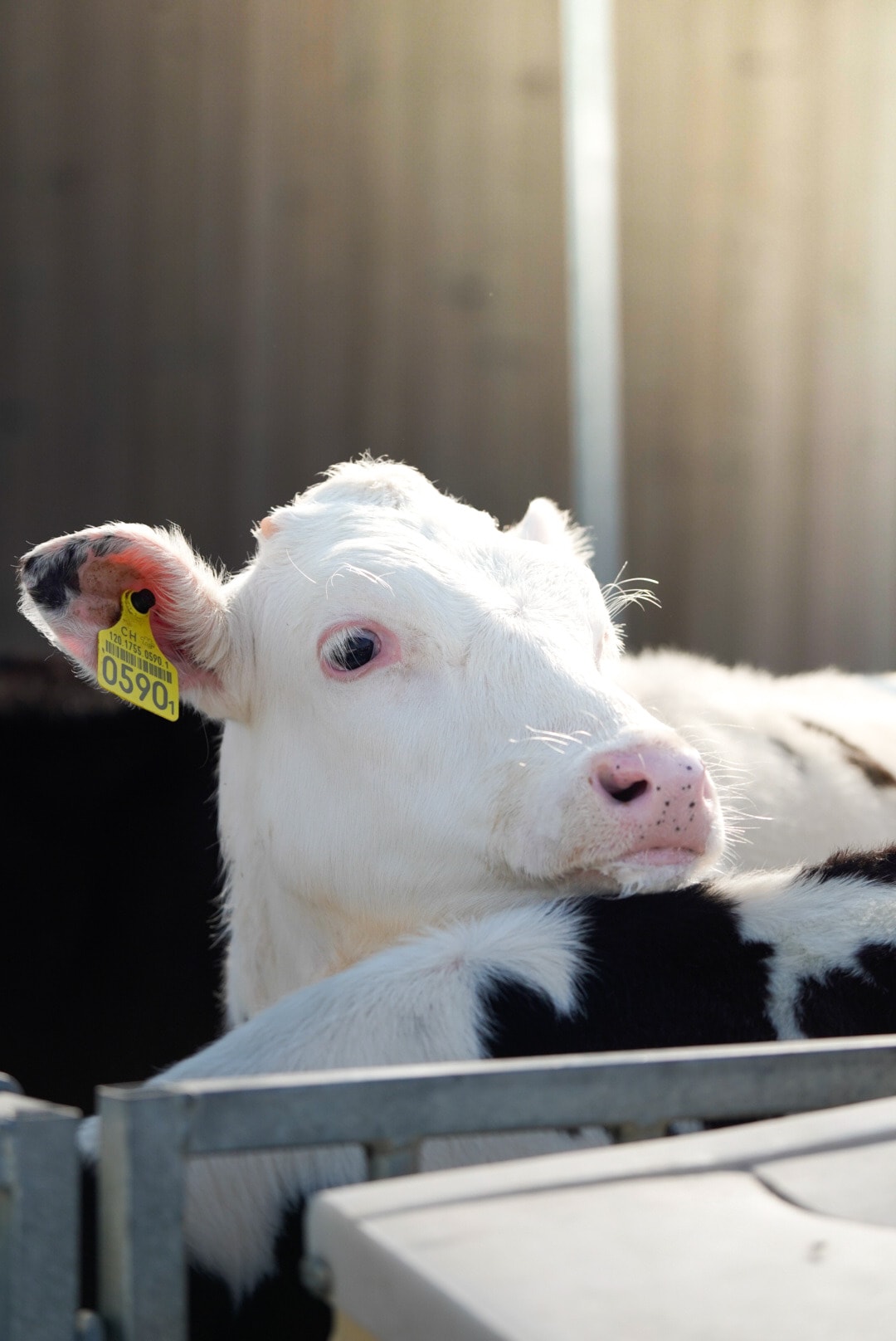 Black and white calf looking through the barn gate